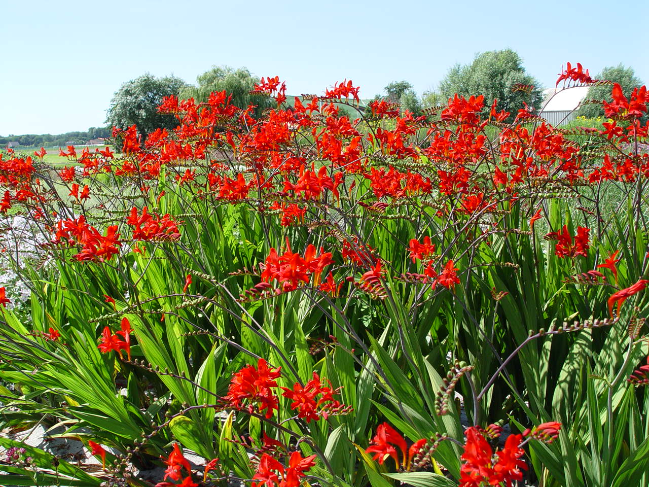 Crocosmia crocosmiiflora 'Red King'